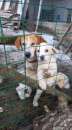 Foto Kubra 5anni i suoi cuccioli partiti x lei nessuna richiesta SOS ABRUZZO