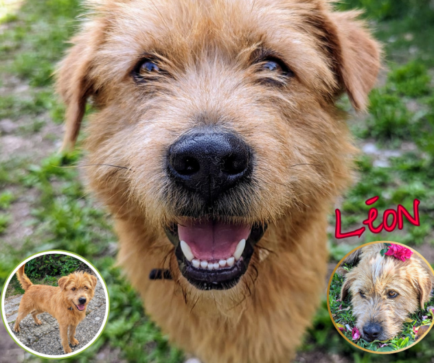 Foto L�on, un cagnolino da salvare