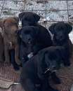 Foto Labrador cuccioli neri e marrone salvati.CALABRIA