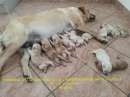 Foto LABRADOR RETRIEVER BELLISSIMI DISPONIBILI A MARSALA 6 MASCHI E 5 FEMMINE