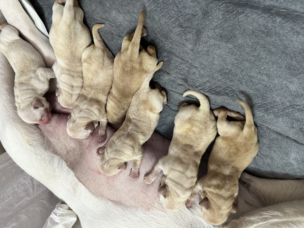 Foto Labrador Retriver