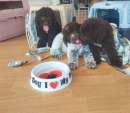 Foto LAGOTTO ROMAGNOLI (CUCCIOLI)