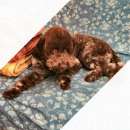 Foto Lagotto Romagnolo per Famiglia o Addestrato