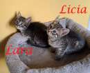 Foto LARA e LICIA, dolci gattine in adozione!