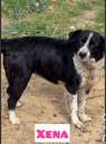 Foto LARA E XENA incrocio border collie, giovani cagnoline in adozione