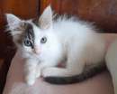 Foto Leone gattino