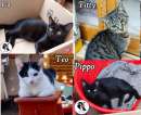 Foto LIA, TEO, TITTI, PIPPO, gattini in adozione!