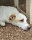 Foto LIAM tenero cagnolino in adozione. Foto LIAM tenero cagnolino in adozione.