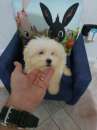 Foto Lila maltese femmina Toy