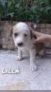 Foto Lill  cucciola