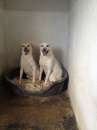 Foto LILLO  COLINO, due cani adorabili