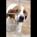 Foto LINA DOLCISSIMA E BUONISSIMA CAGNOLINA IN ADOZIONE