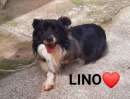 Foto LINO dolce cagnolino tripode, adozione del cuore