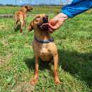 Foto LIZ - piccola e dolce cagnolina-