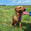 Foto Liz - piccola e dolce cagnolina -