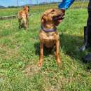 Foto Liz - piccola e dolce cagnolina -