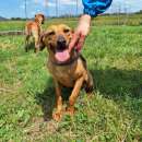 Foto Liz - piccola e dolce cagnolina