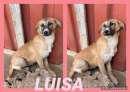 Foto Luisa 9 mesi scodinzola nel suo angolino