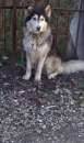 Foto LUNA E DIEGO, splendidi husky