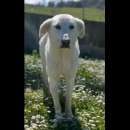 Foto LUNA MOLTO DOLCE E PACATA. CAGNOLINA IN ADOZIONE