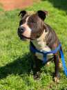Foto Lynn il meraviglioso cagnolino in cerca di una famiglia