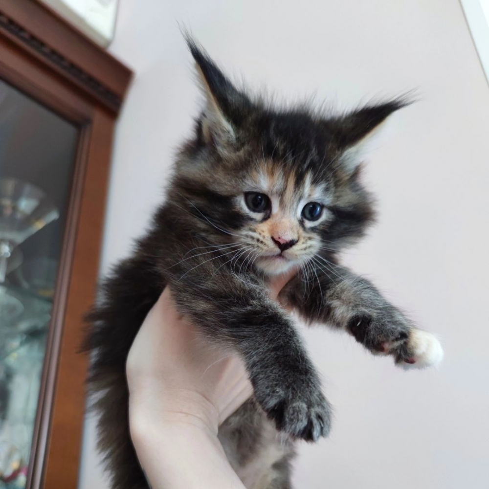 Foto Maine Coon