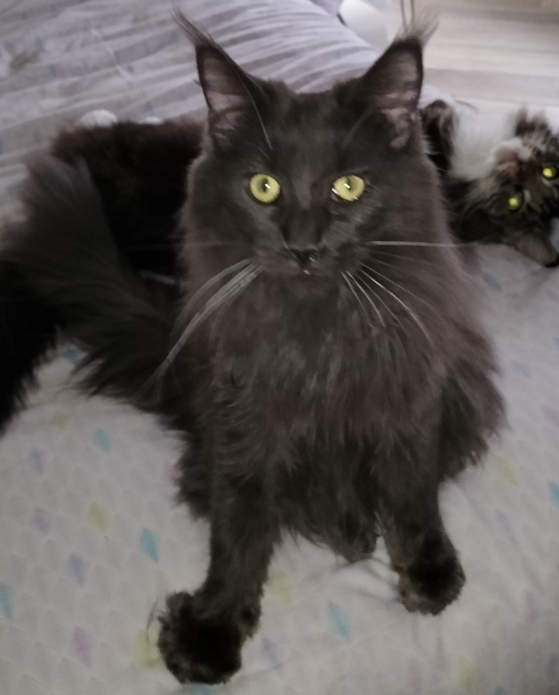 Foto Maine Coon femmina 