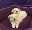 Foto Maltese