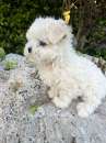 Foto Maltese