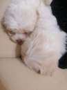 Foto Maltese cucciola femmina