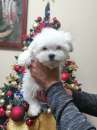 Foto MALTESE CUCCIOLI MASCHI E FEMMINE
