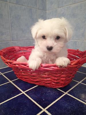 Foto Maltese toy cuccioli