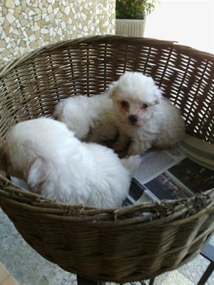 Foto Maltese toy cuccioli adorabili di 2 mesi 