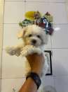 Foto maltese toy italiano vaccinato e con microchip