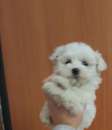 Foto Maltese toy piccolino bianco subito disponibile con microchip