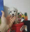 Foto Maltese toy spettacolare bianco maschietto con microchip