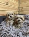Foto maltipoo