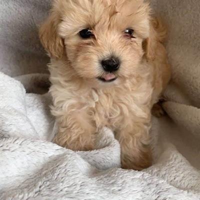 Foto Maltipoo cuccioli