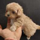 Foto maltipoo mini genitori con pedigree