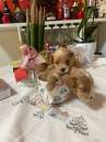 Foto maltipoo mini genitori con pedigree