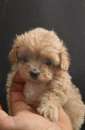 Foto maltipoo mini genitori con pedigree