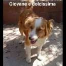 Foto MARILENA: giovane cagnolina in adozione
