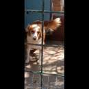 Foto MARILENA: giovane cagnolina in adozione Foto MARILENA: giovane cagnolina in adozione