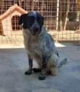 Foto Mascherina cucciolotta in attesa di essere adottata (dic '23)