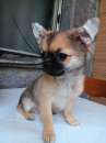 Foto Maschietto chihuahua con pedigree