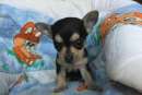 Foto Maschietto Chihuahua mini toy