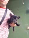 Foto maschietto subito disponibile bulldog francese colore nero vaccinato