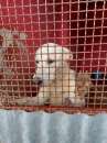 Foto Masha cucciolona di labrador in galera