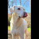 Foto MASK UNO SPLENDORE AMOROSO, CANE IN ADOZIONE