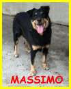 Foto MASSIMO,SIMIL ROTTWEILER CIECO E DOLCE CERCA CASA